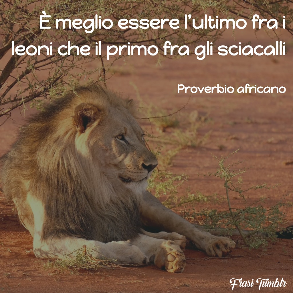 frasi-proverbi-africani-leoni-sciacalli