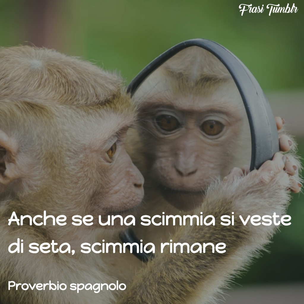 frasi-proverbi-spagnoli-scimmia-seta