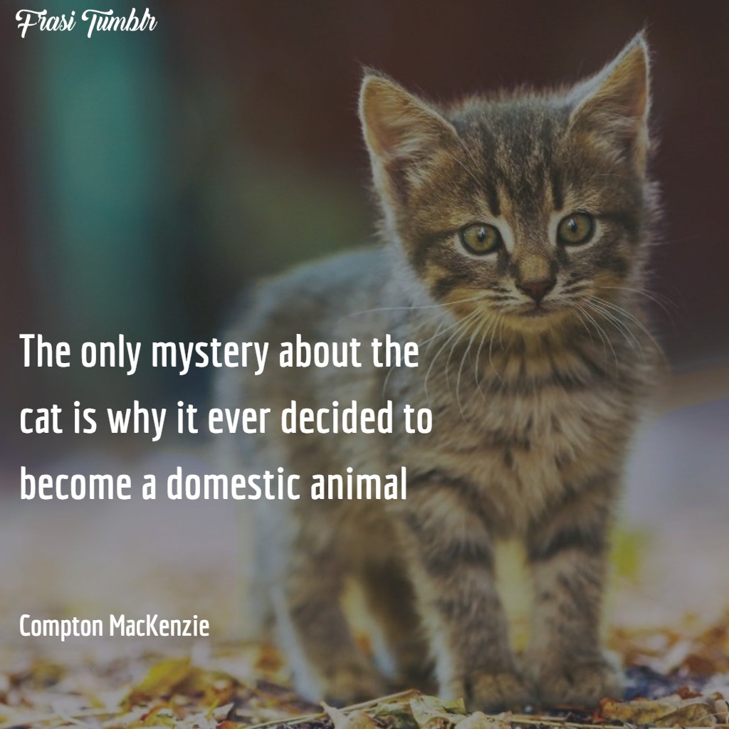 frasi-gatti-inglese-animale-domestico-mistero