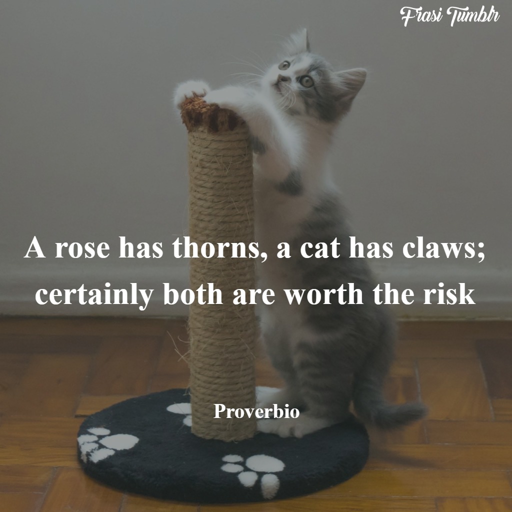 frasi-gatti-inglese-artigli-rose