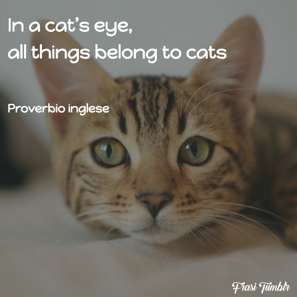 frasi-gatti-inglese-occhi