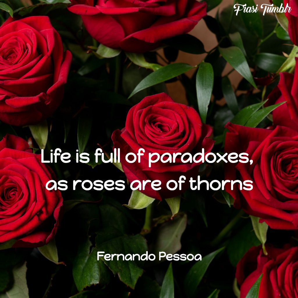 frasi rose inglese vita paradosso rosa spine