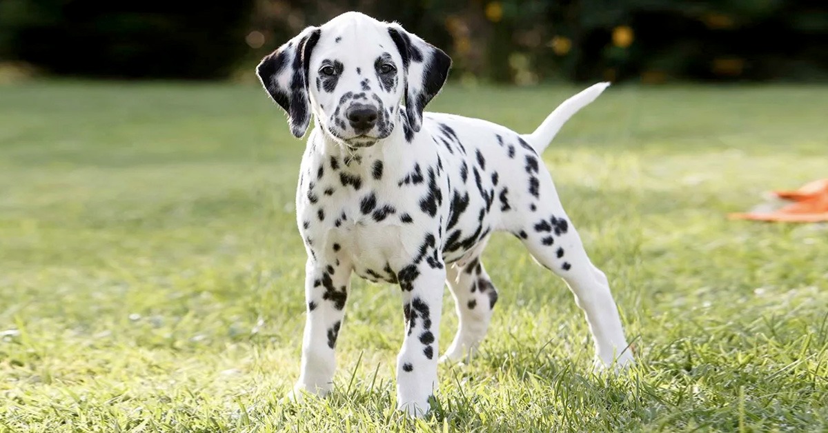 Frasissime Frasi Aforismi Citazioni E Proverbi con Immagini 